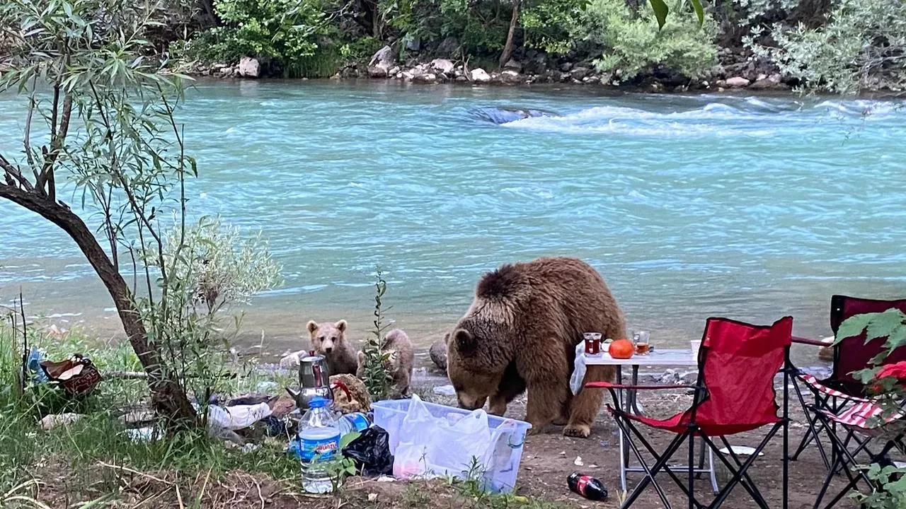Munzur Vadisinde anne ayı piknikte aileyle karşılaştı