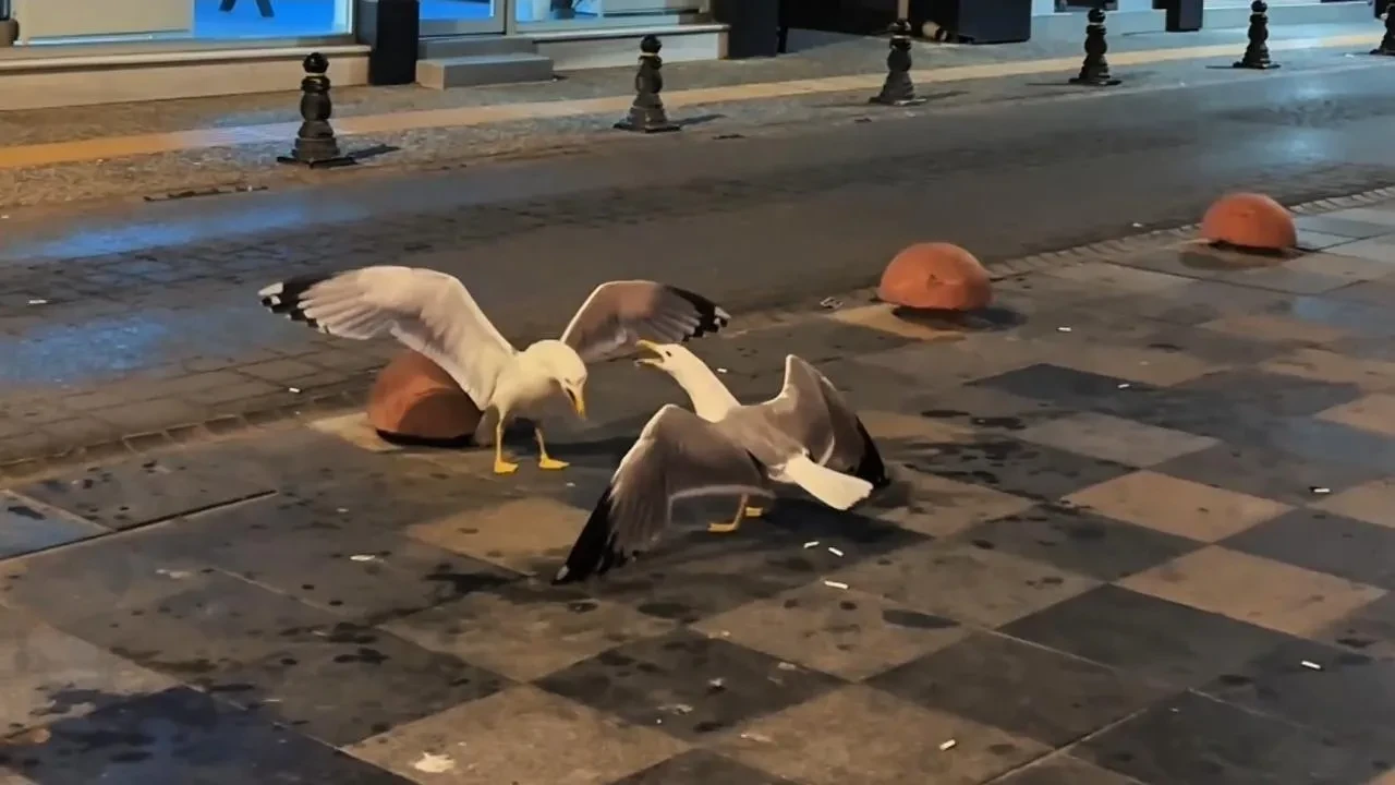 Sinop sahilinde kahkaha atan martılar görenleri güldürdü