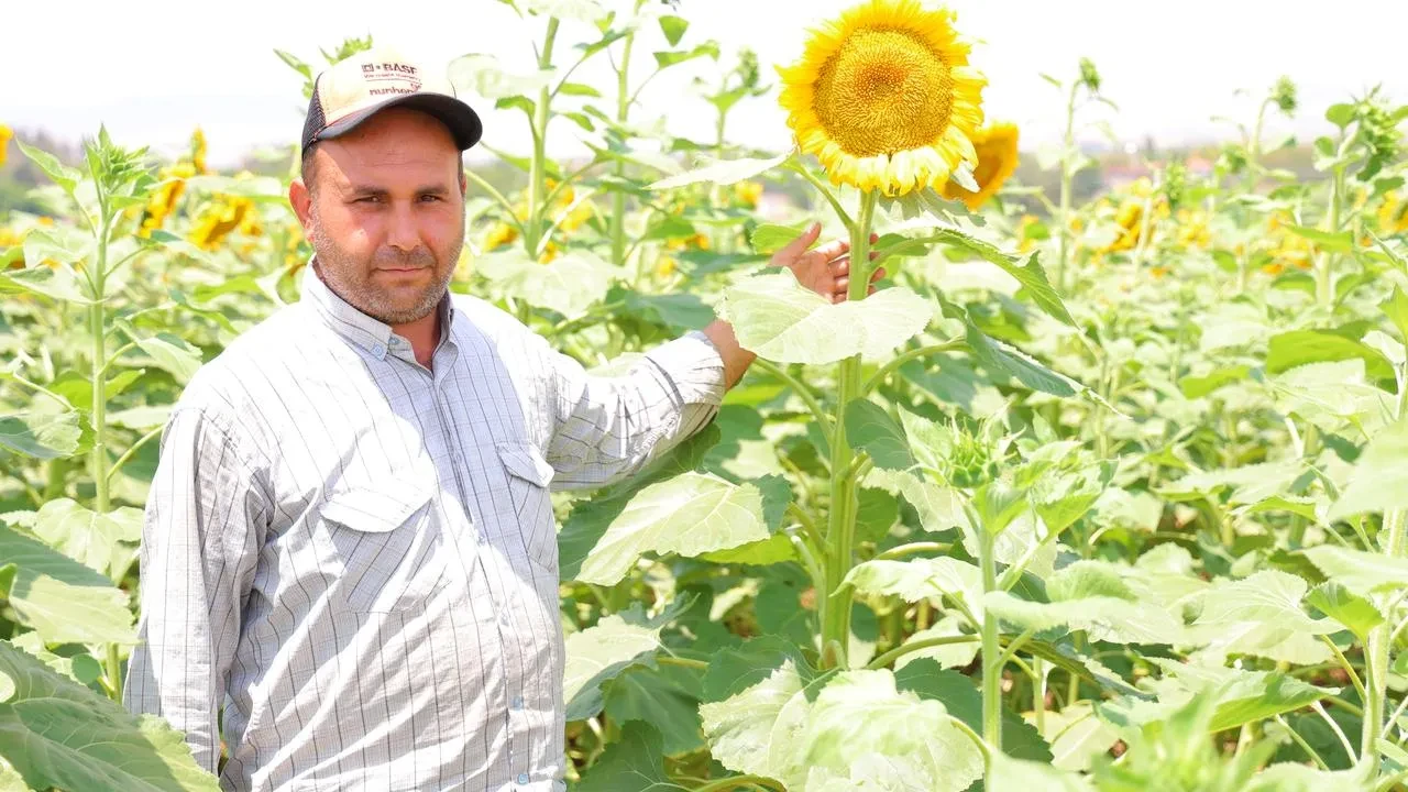 Kahramanmaraş Ayçiçeği Tarlaları Görsel Şölene Dönüşüyor