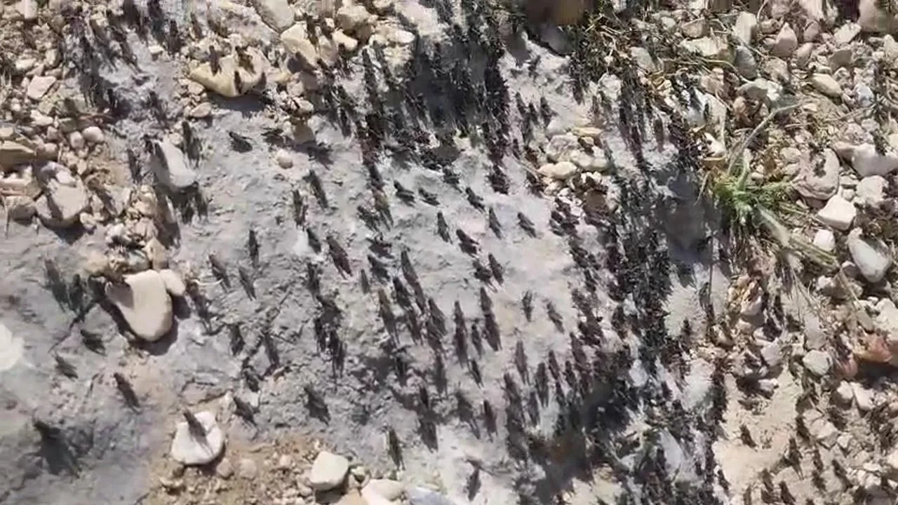 Gelesandra Yaylasını çekirge sürüleri istila etti