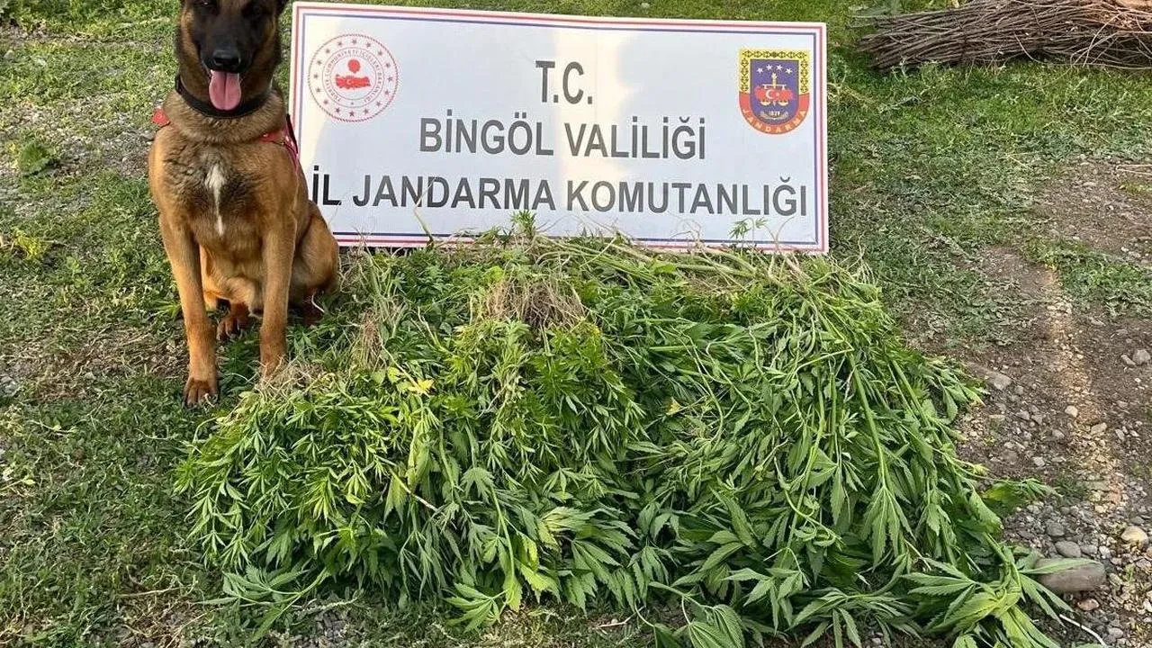 Bingöl Genç ilçesinde 14 bin kenevir yakalandı