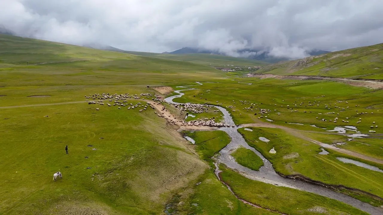 Gümüşhane yaylalarında kar suları ve sürüler buluşuyor
