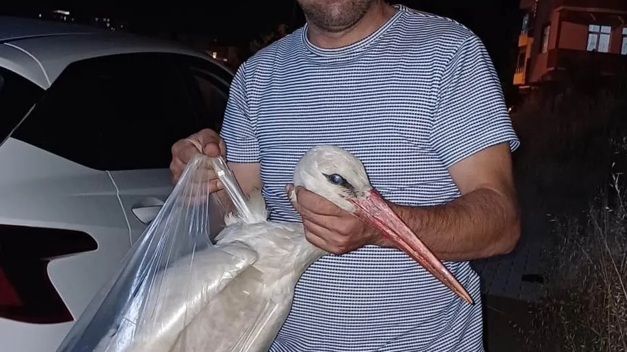 Yaralı leylek Sinop Boyabatta hayata döndürüldü