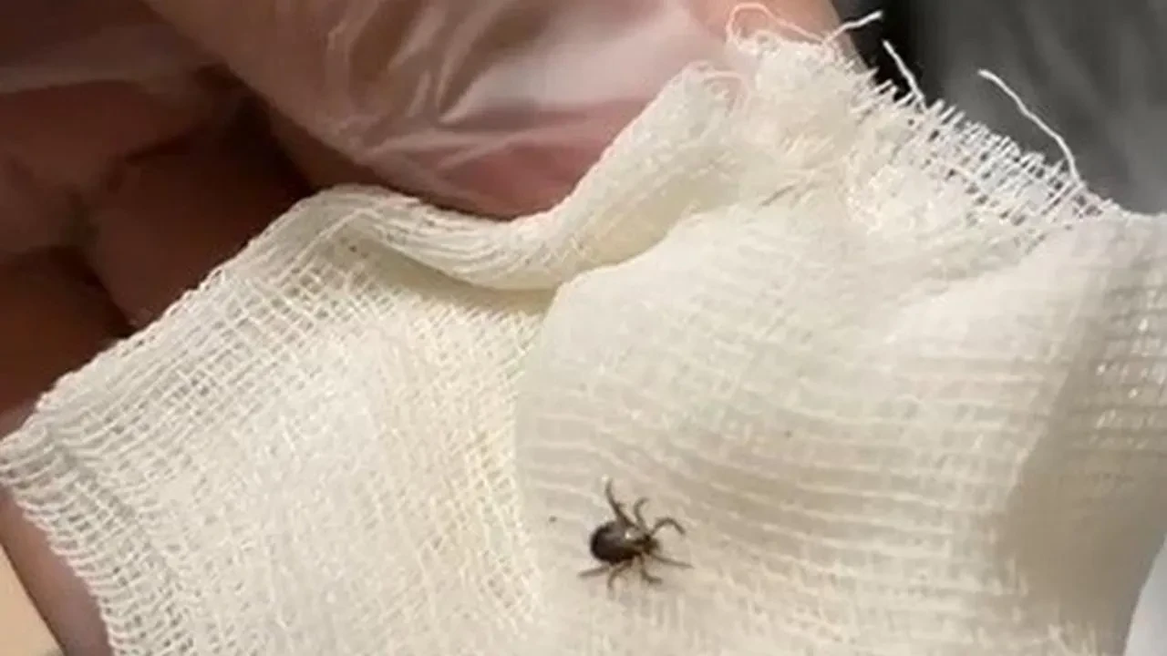 Eskişehirde hobi bahçesindeki kene vakası çözüldü