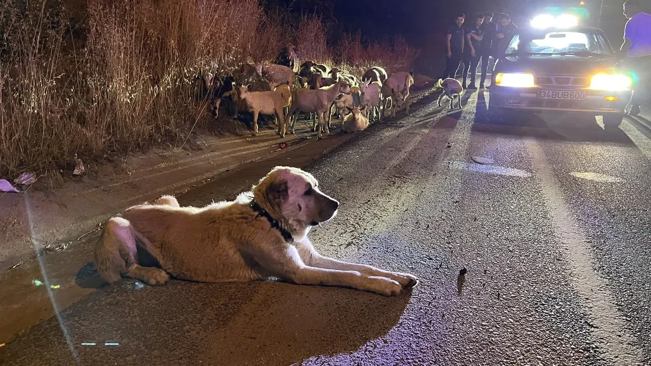 Çiftlikten kaçan keçileri Çorlu polisi kurtardı
