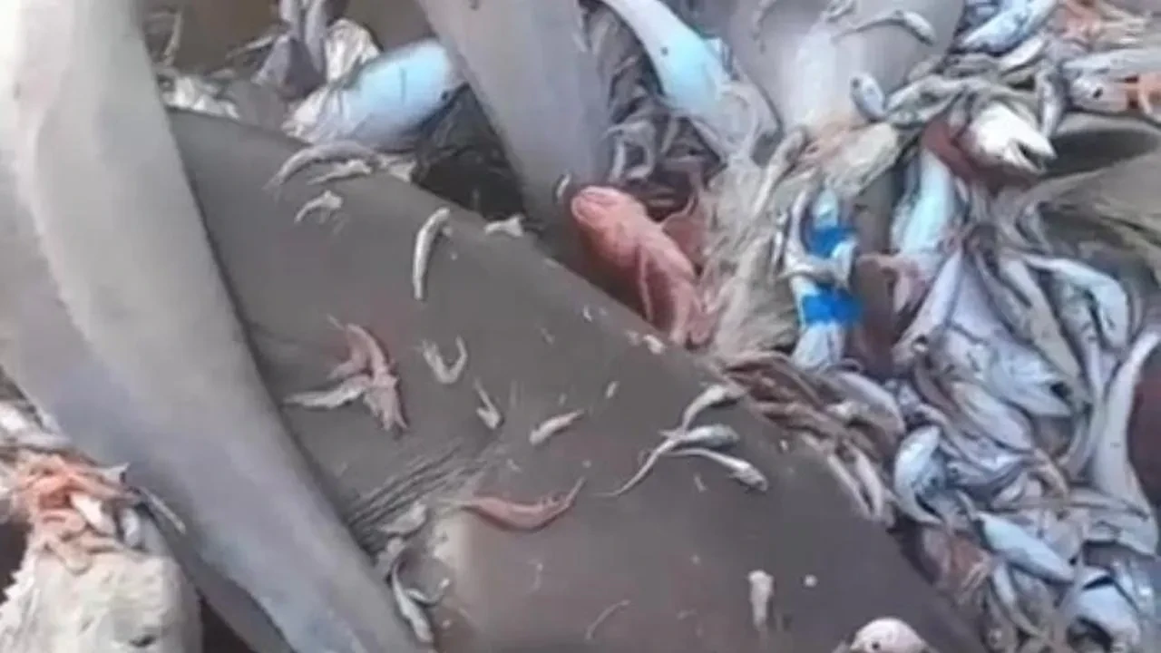 Mersin açıklarında yakalanan köpek balıkları tehlike oluşturmuyor