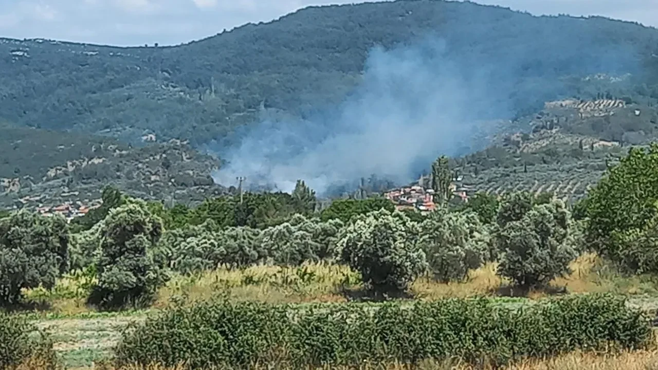 Menteşe Yeşilyurt Mahallesinde zeytinlik yangını başladı