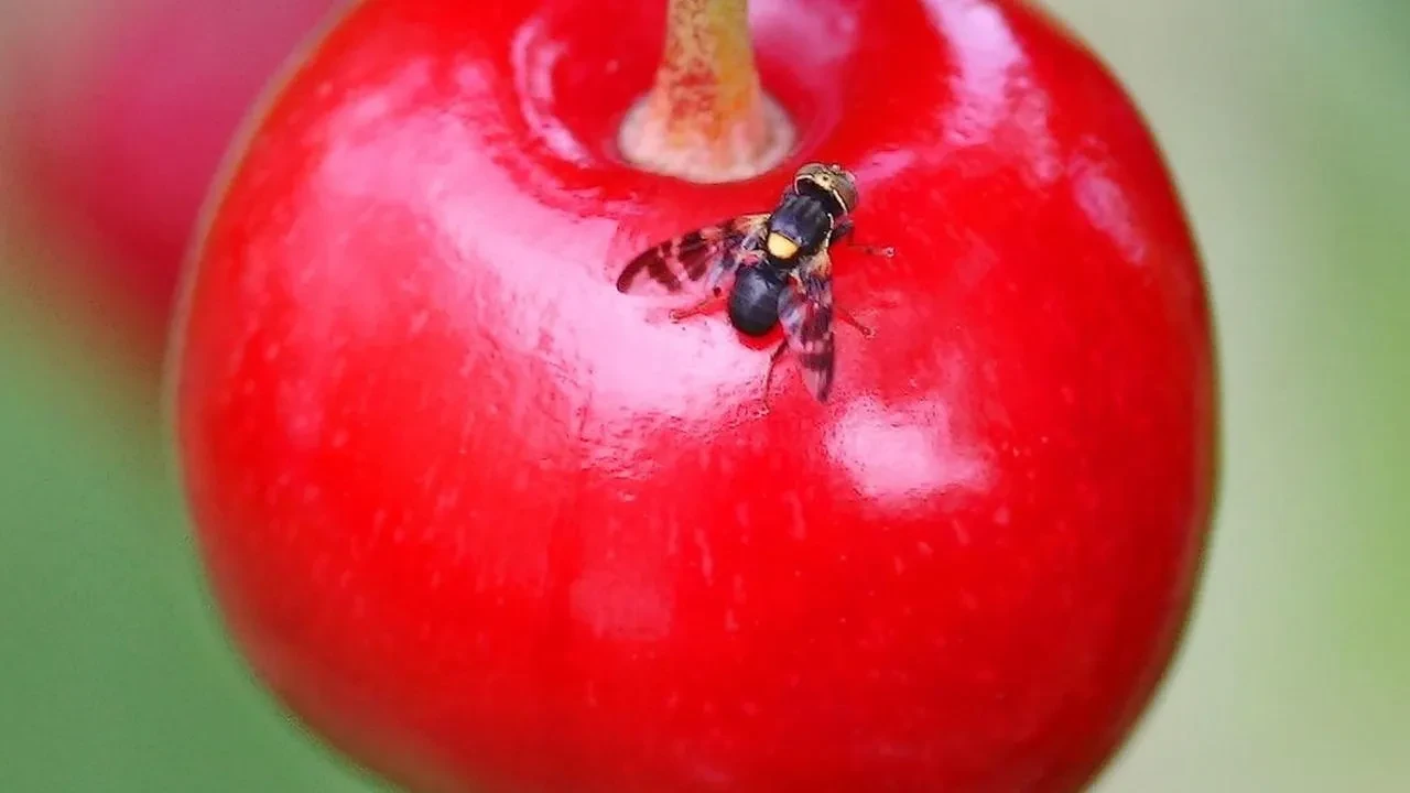 Erzincan kiraz üreticileri sinekle mücadele yöntemlerini öğreniyor