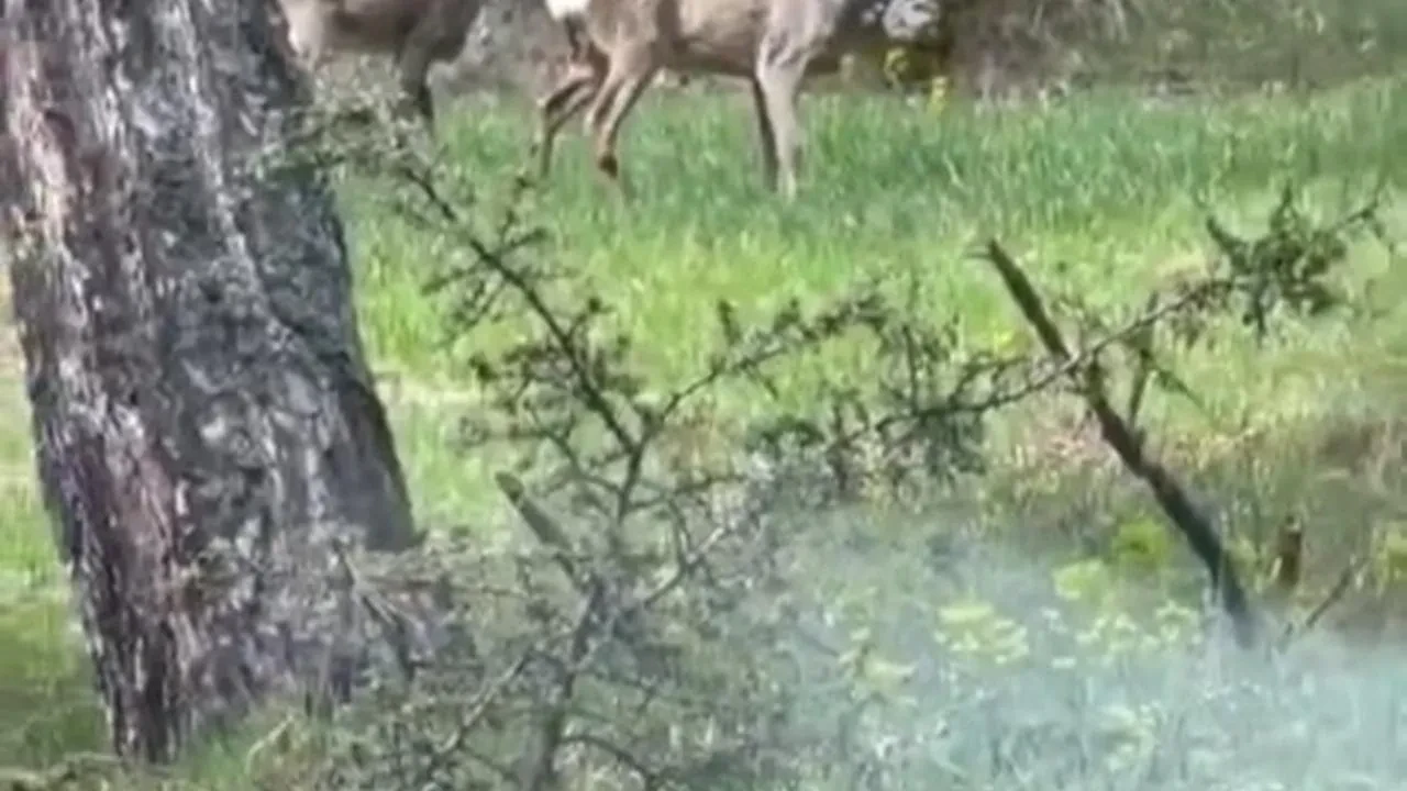 Karabük Keltepe ormanında yaban karacalar ortaya çıktı