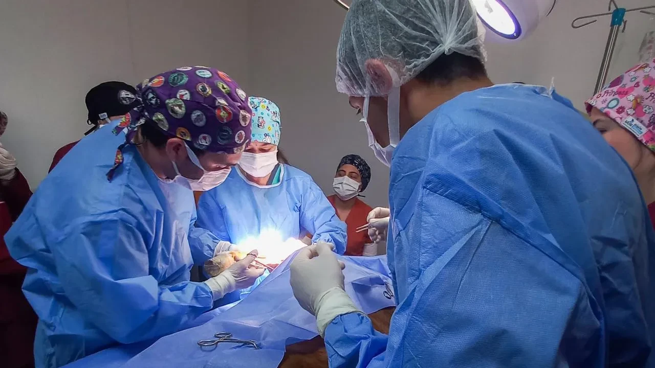 Kastamonu Üniversitesi beş ayda yüzlerce hayvanı iyileştirdi