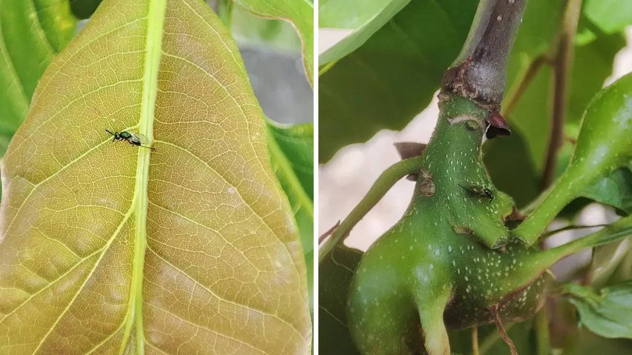 Yığılca kestane ormanları savaşçı böceklerle kurtarılıyor