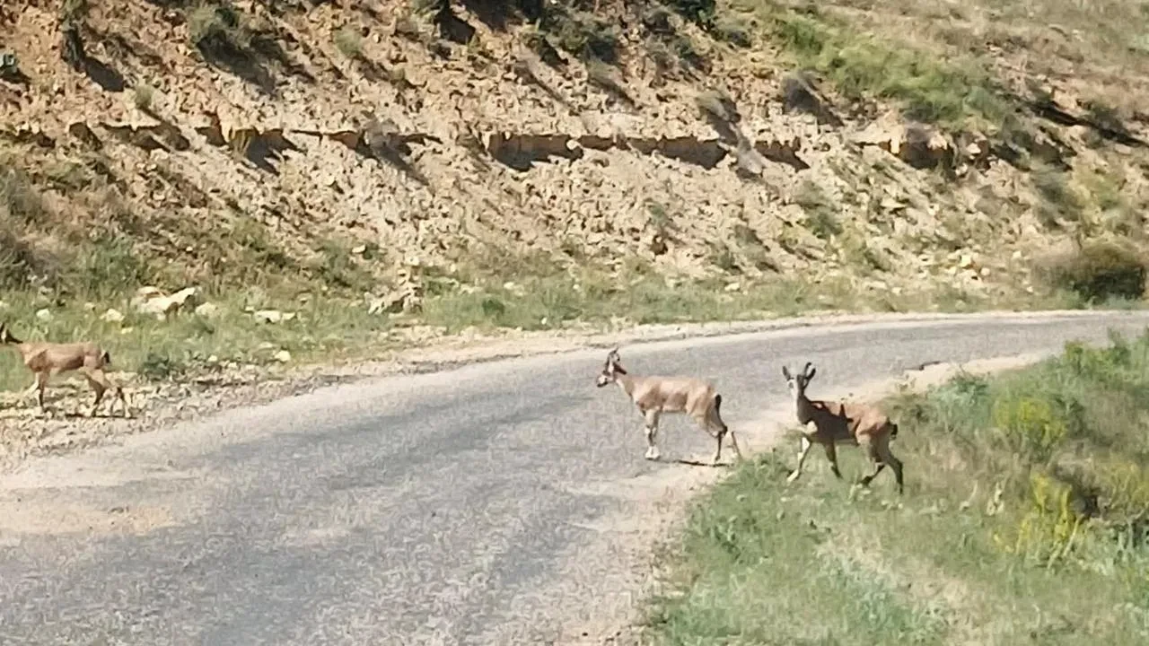 Malatyada nesli tükenen dağ keçileri görüntülendi