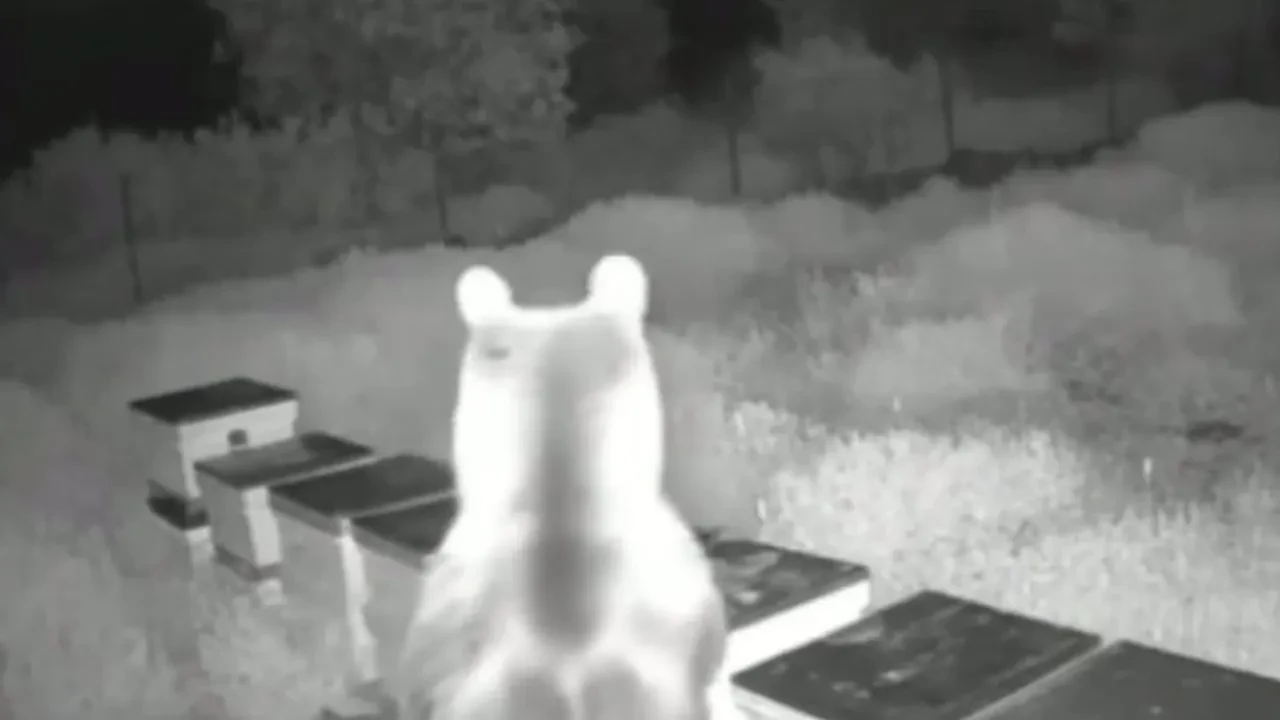 Yığılca ormanlarında aç ayılar arı kovanlarını bastı