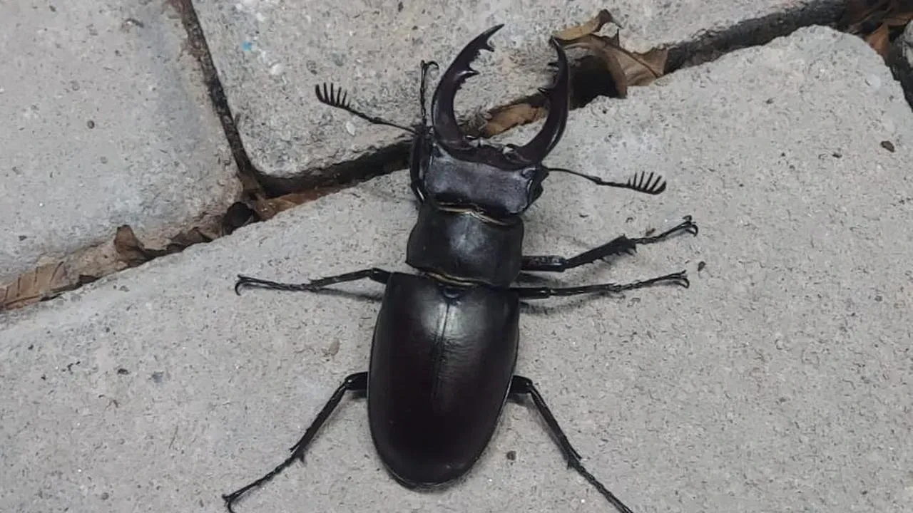 Nesli tükenen geyik böceği Denizlide ortaya çıktı