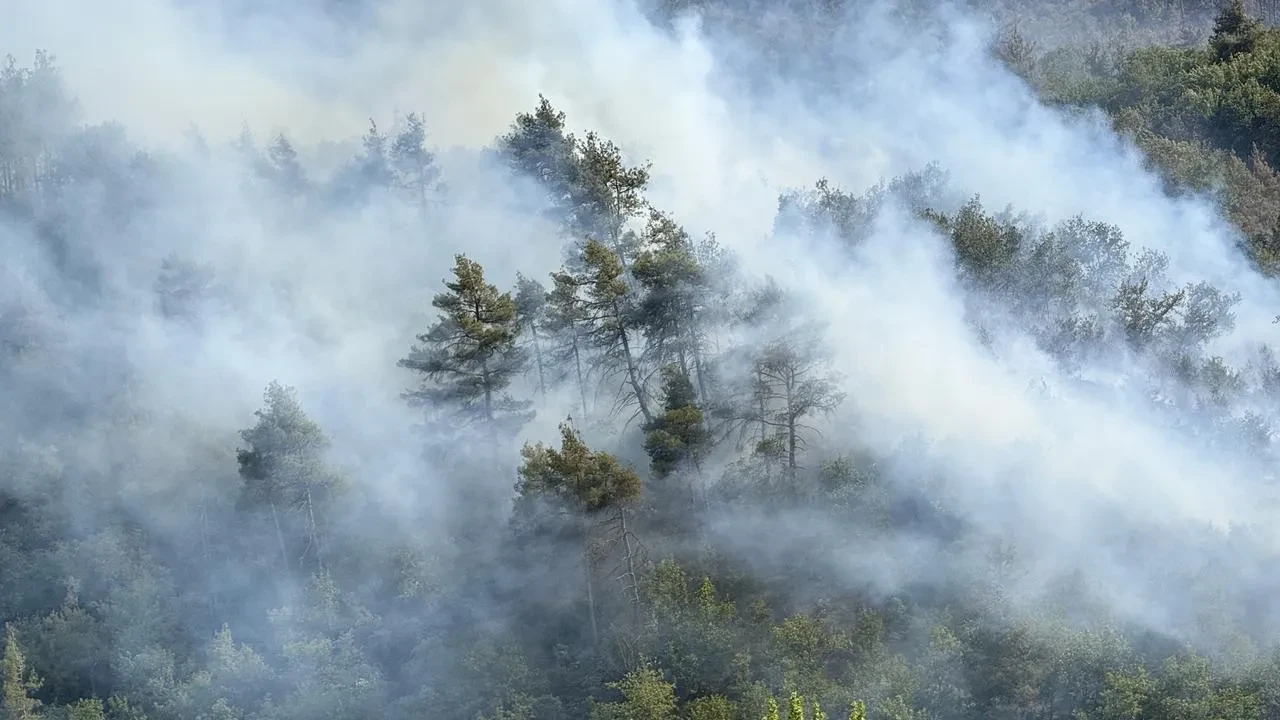Sakarya Taraklı orman yangını havadan karadan söndürüldü