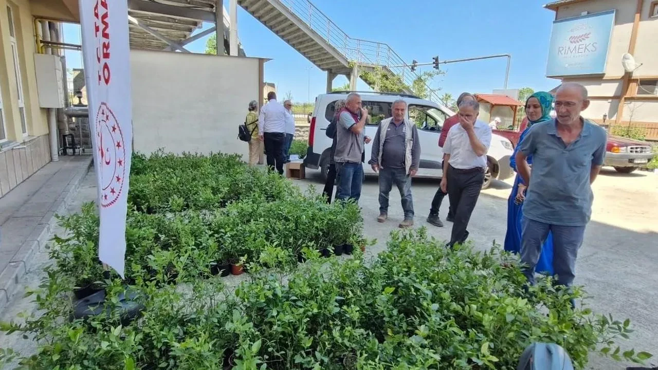 Rizeli çiftçiler binlerce maviyemiş fidanına kavuştu