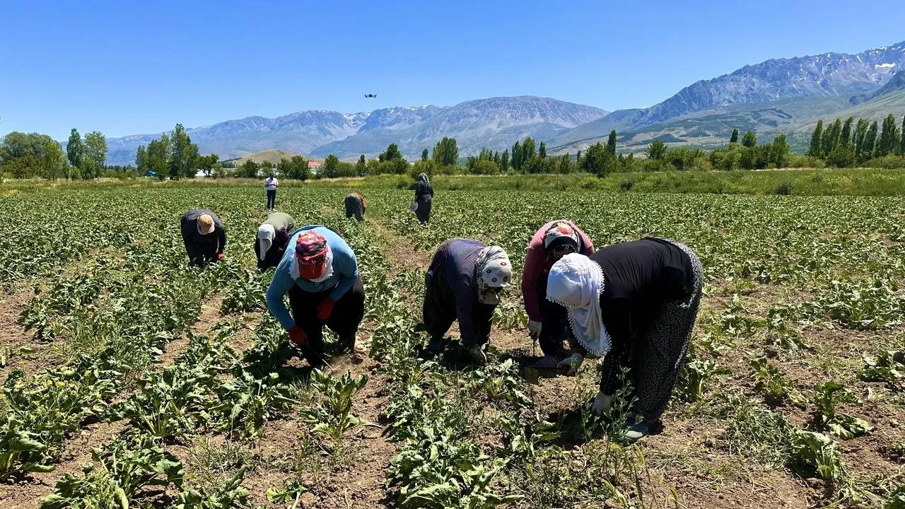 Erzincanlı kadın işçiler pancar tarlalarında alın döküyor