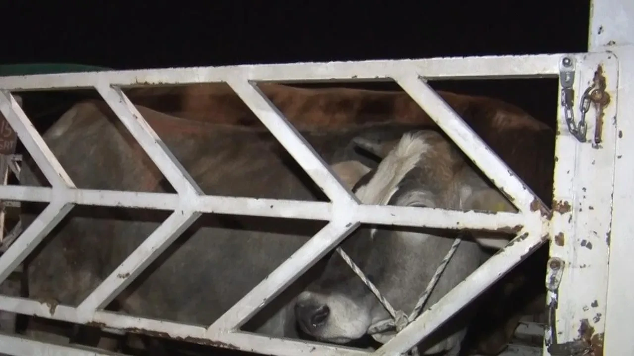 Ankara Yenimahalle kurban pazarında gece alışverişi sürüyor