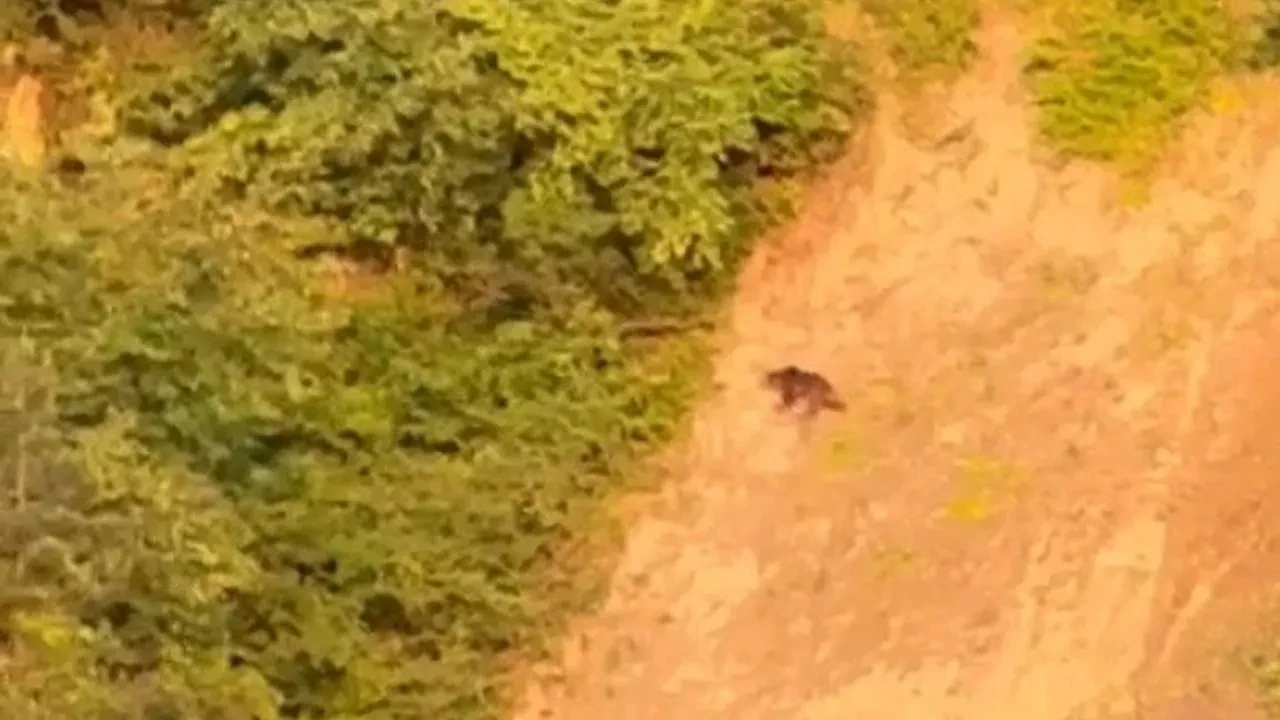 Sinop Türkeli ormanlarında ayı ile karşılaştı