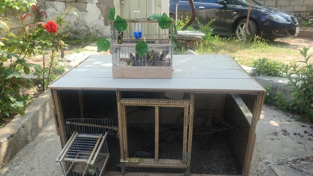 Kırşehirde Saka kuşu kaçakçıları suçüstü yakalandı