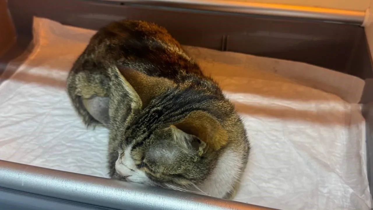 Zonguldakta kedinin mesanesinden çıkan taş şaşırttı