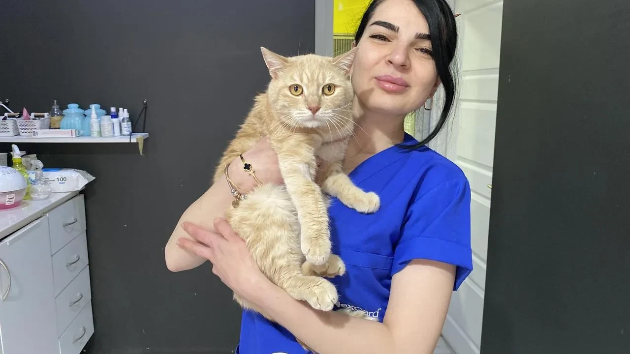 Bayramda evcil hayvanlarla seyahat etmenin püf noktaları