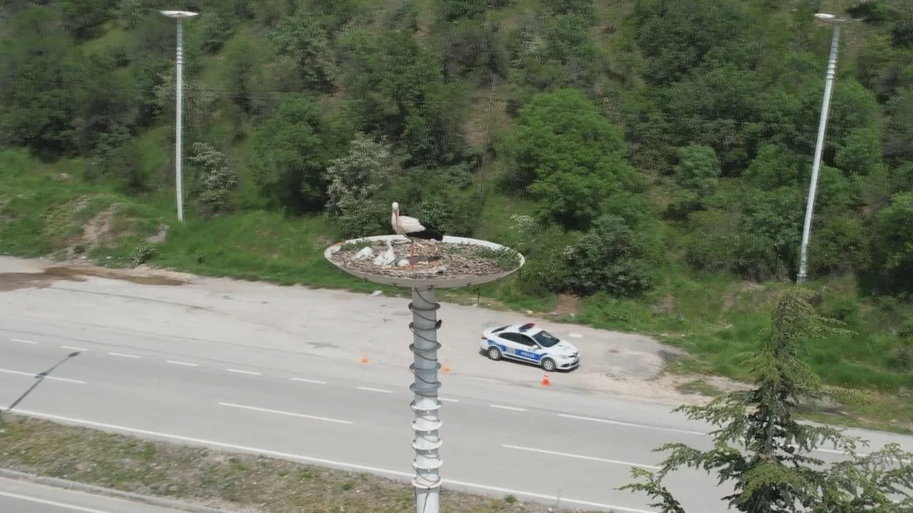 Kızılcahamam Leylek Oteli yeni yavrularıyla ziyaretçilerini karşılıyor