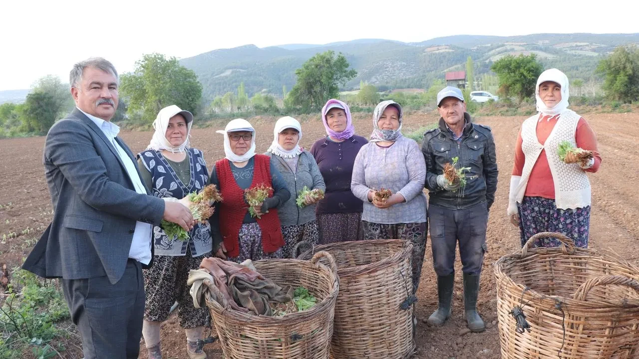 Beyağaç tütün ve biçerdöver ücretleri yeniden belirlendi