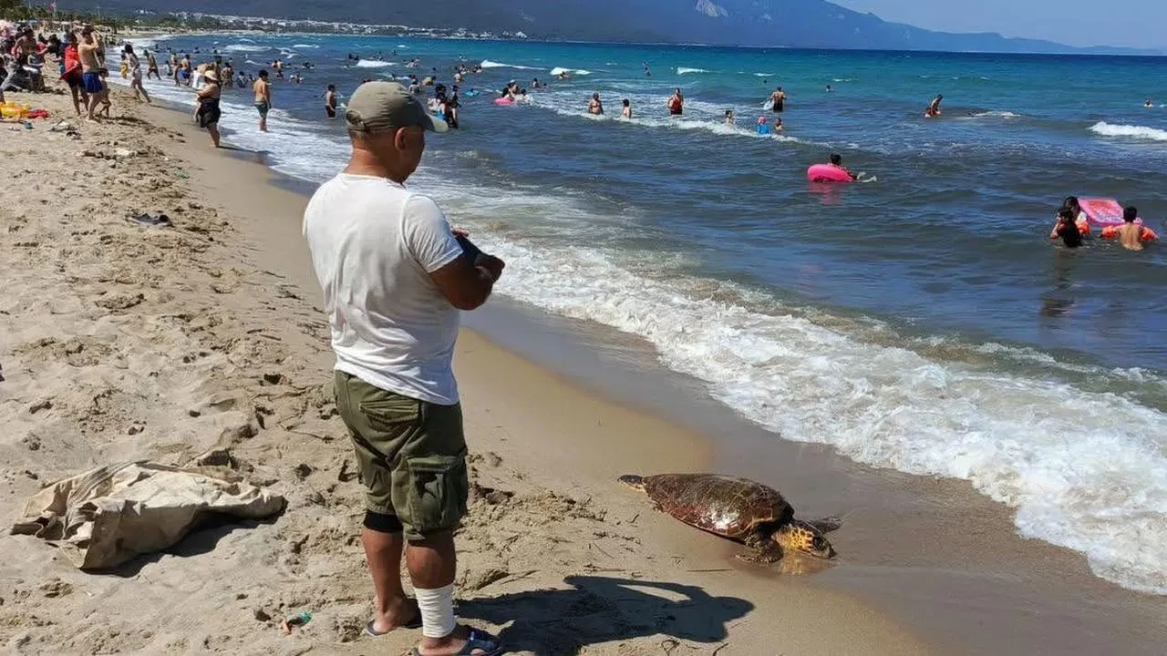 Kuşadası Sevgi Plajında erkek Caretta Caretta bulundu