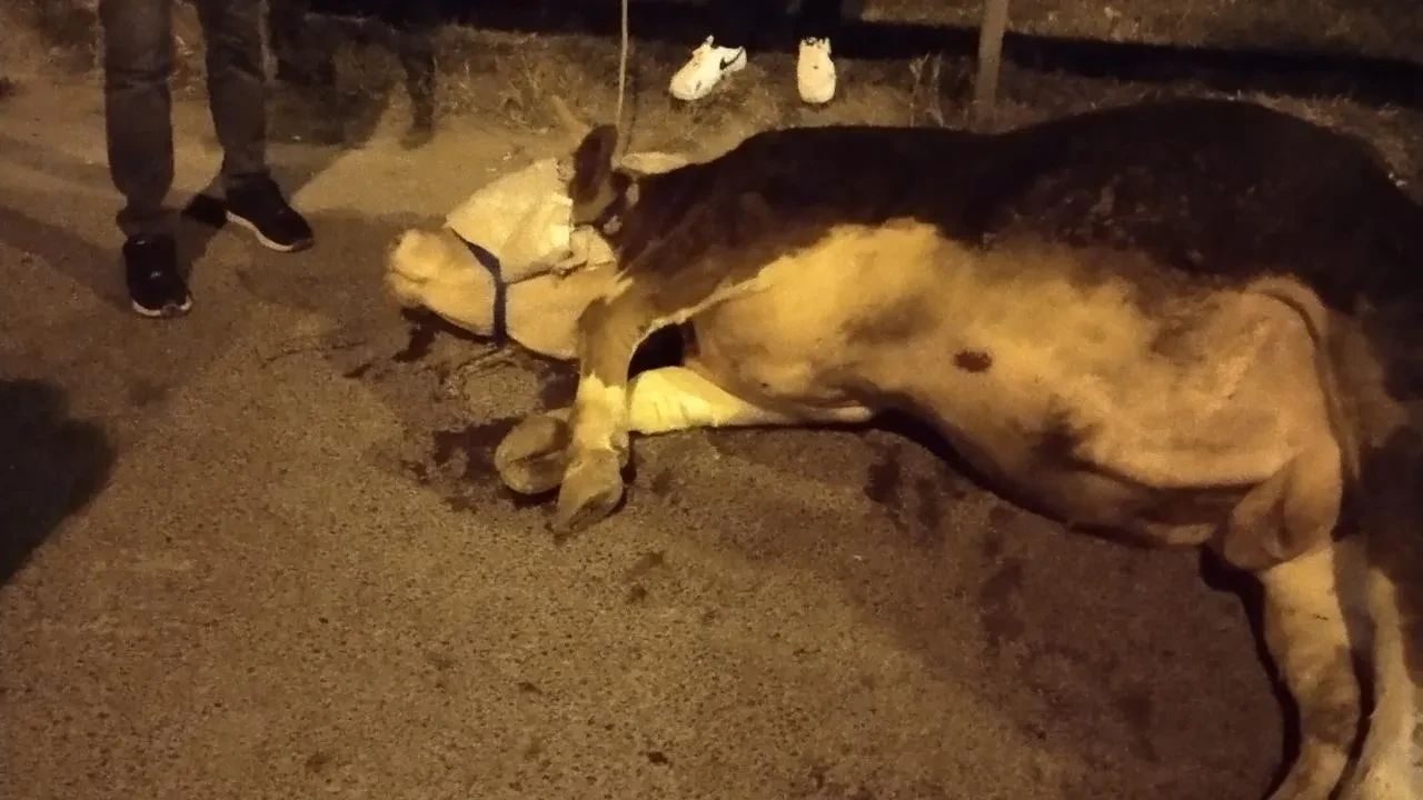 Şile Otoyolunda kurbanlık dana kamyonetten atladı yaralandı