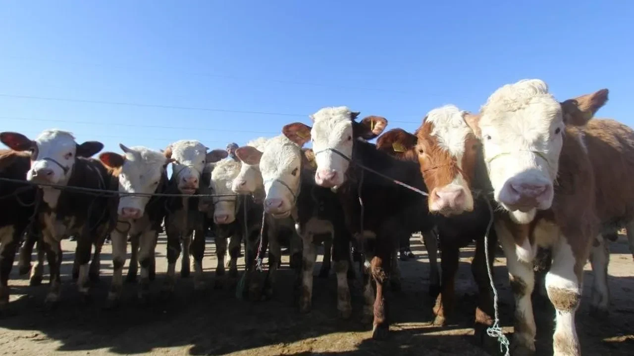 Tarım Bakanlığı kırsal kesime gebe düve dağıtacak