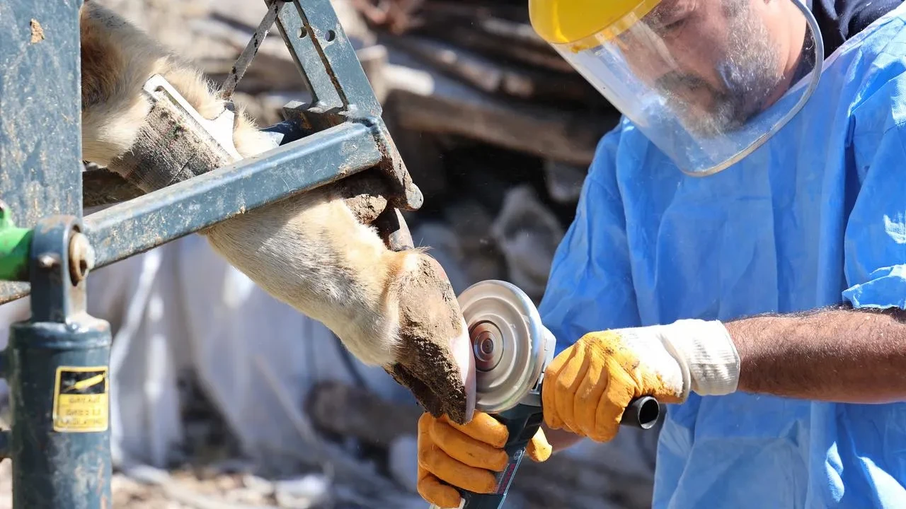 Antalya Büyükşehir Belediyesi çiftçilere can suyu oluyor