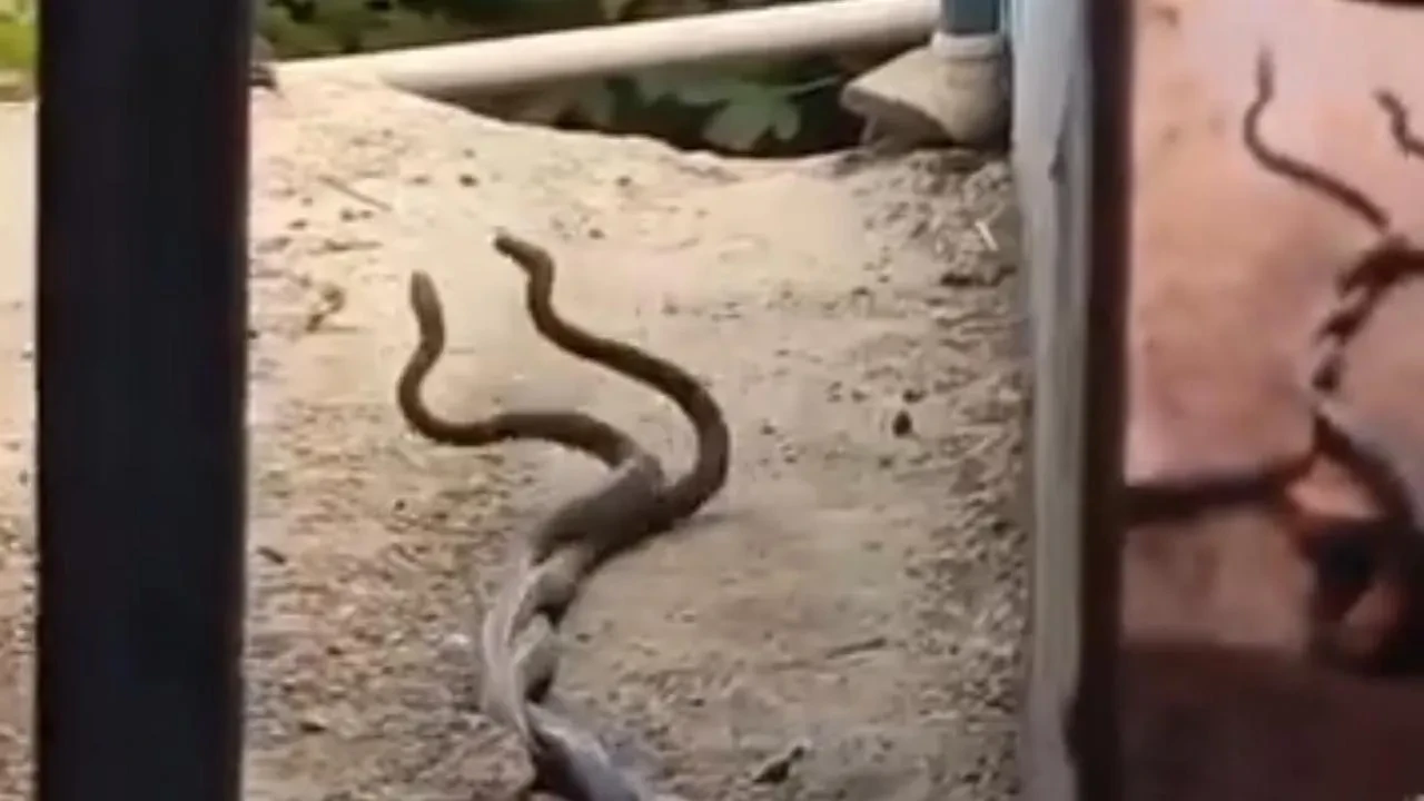 Elazığ Paluda iki metrelik yılanlar evde ortaya çıktı