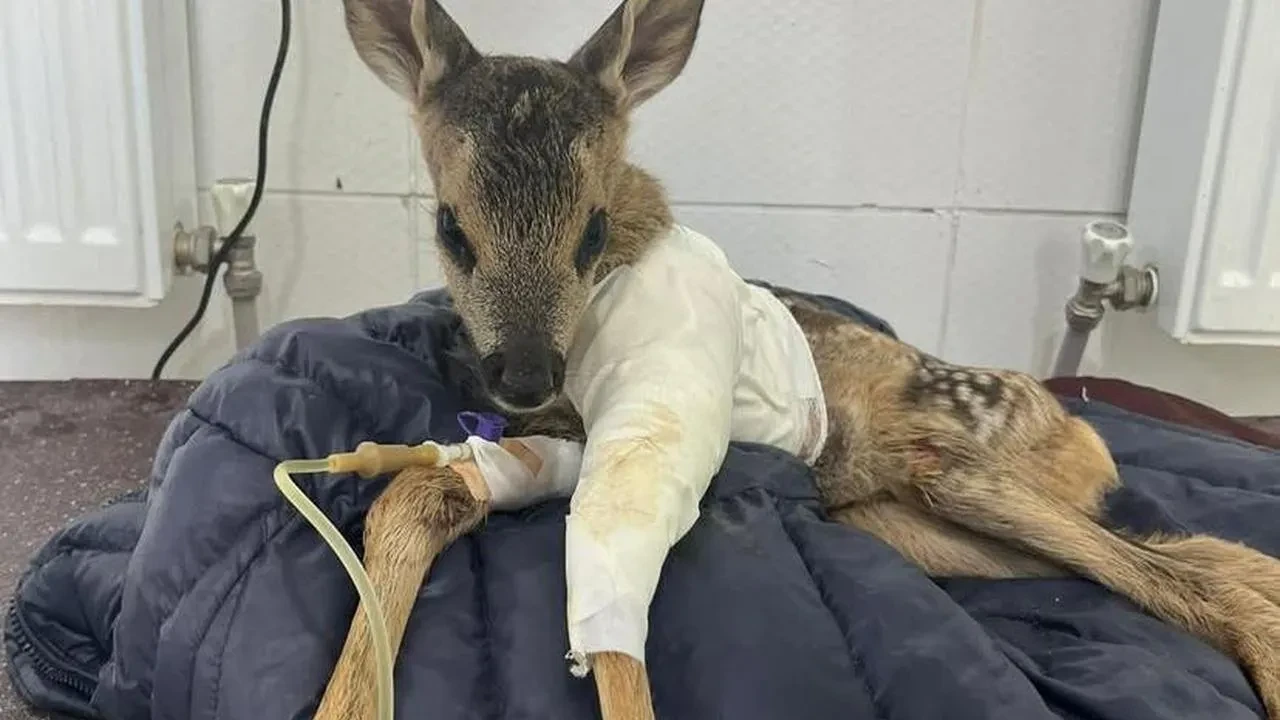 Çankırıda yaralı yavru karaca hayata tutundu