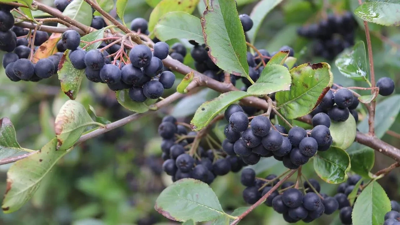 Akçaabat Aronyasının diyabet üzerindeki etkisi kanıtlandı