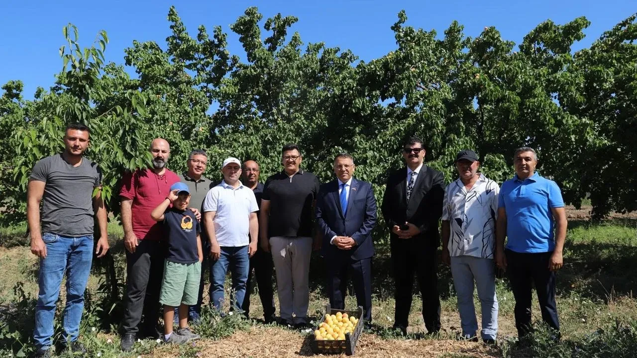 Iğdır Üniversitesi akademisyenleri kayısı hasadına başladı
