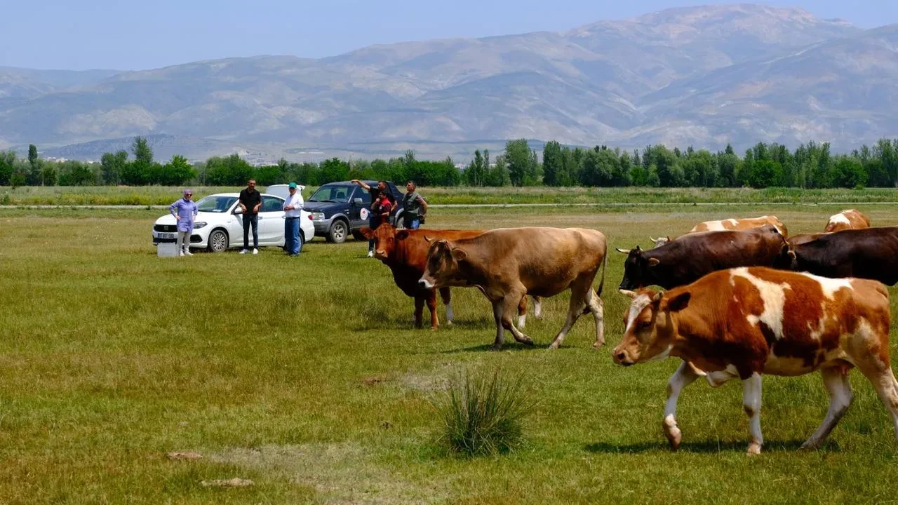 Erzincan meraları için su kaynakları aranmaya başlandı