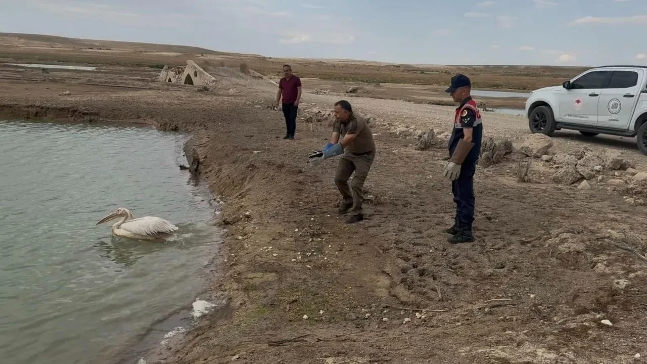 Karamanda bitkin pelikan jandarma sayesinde hayata döndü