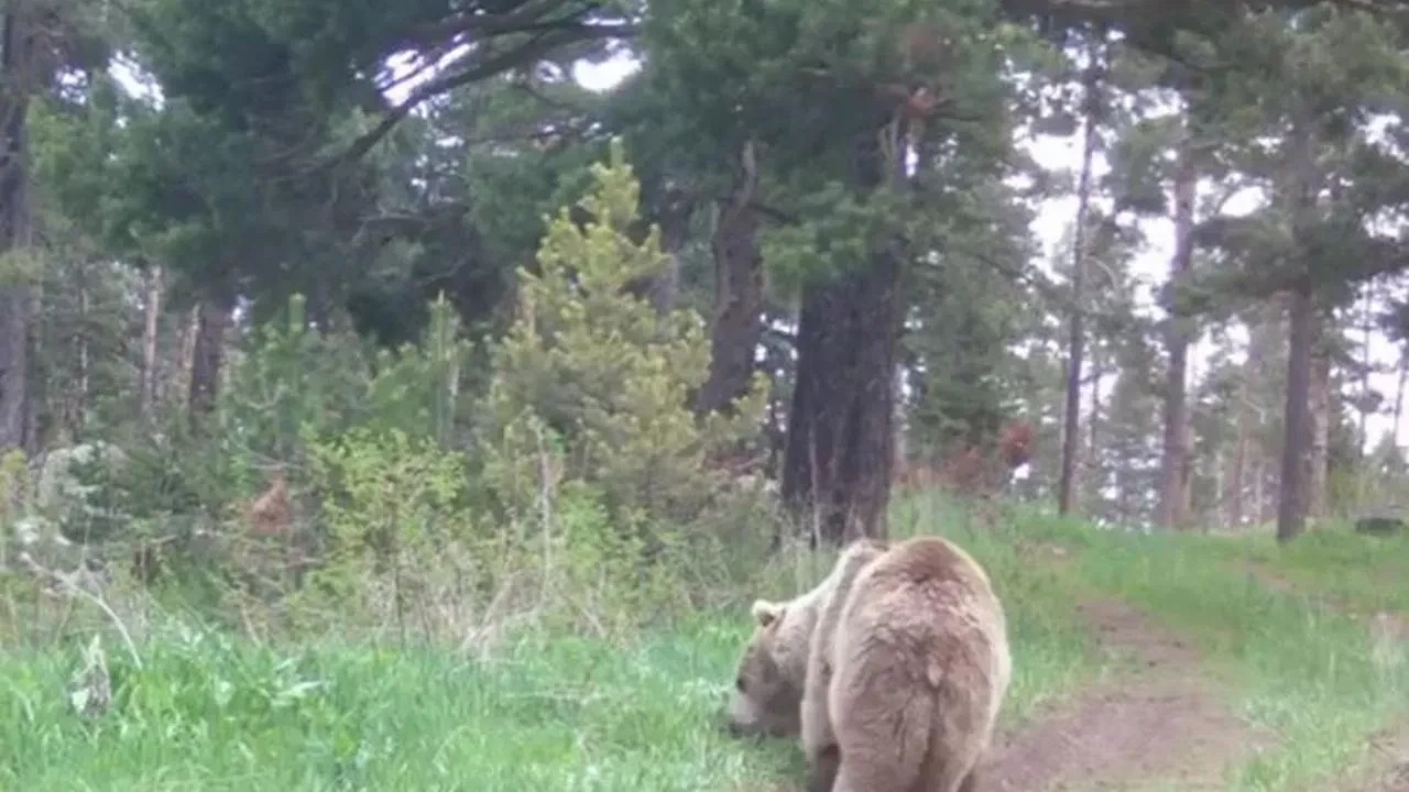 Ardahanda Yalnızçam ormanlarında bozayı beslenirken görüntülendi