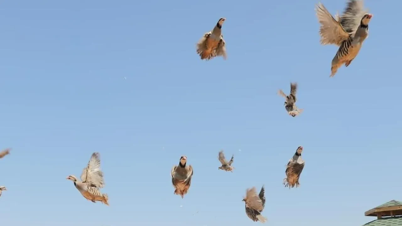 Keklikler doğada kene sorununa karşı savaşıyor