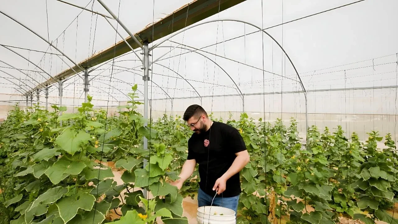 TİKA ve AMAN Filistinde modern tarım tesisi kurdu