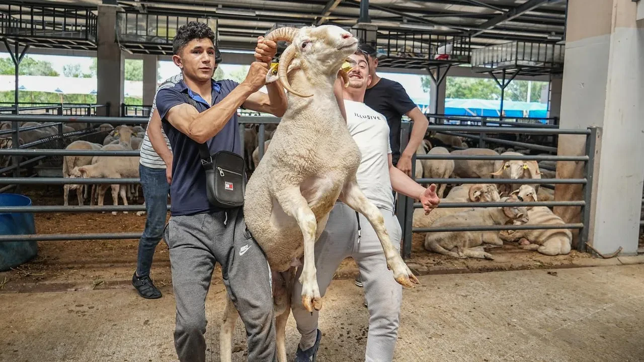 Bursada dört boynuzlu koç görenleri şaşırtıyor