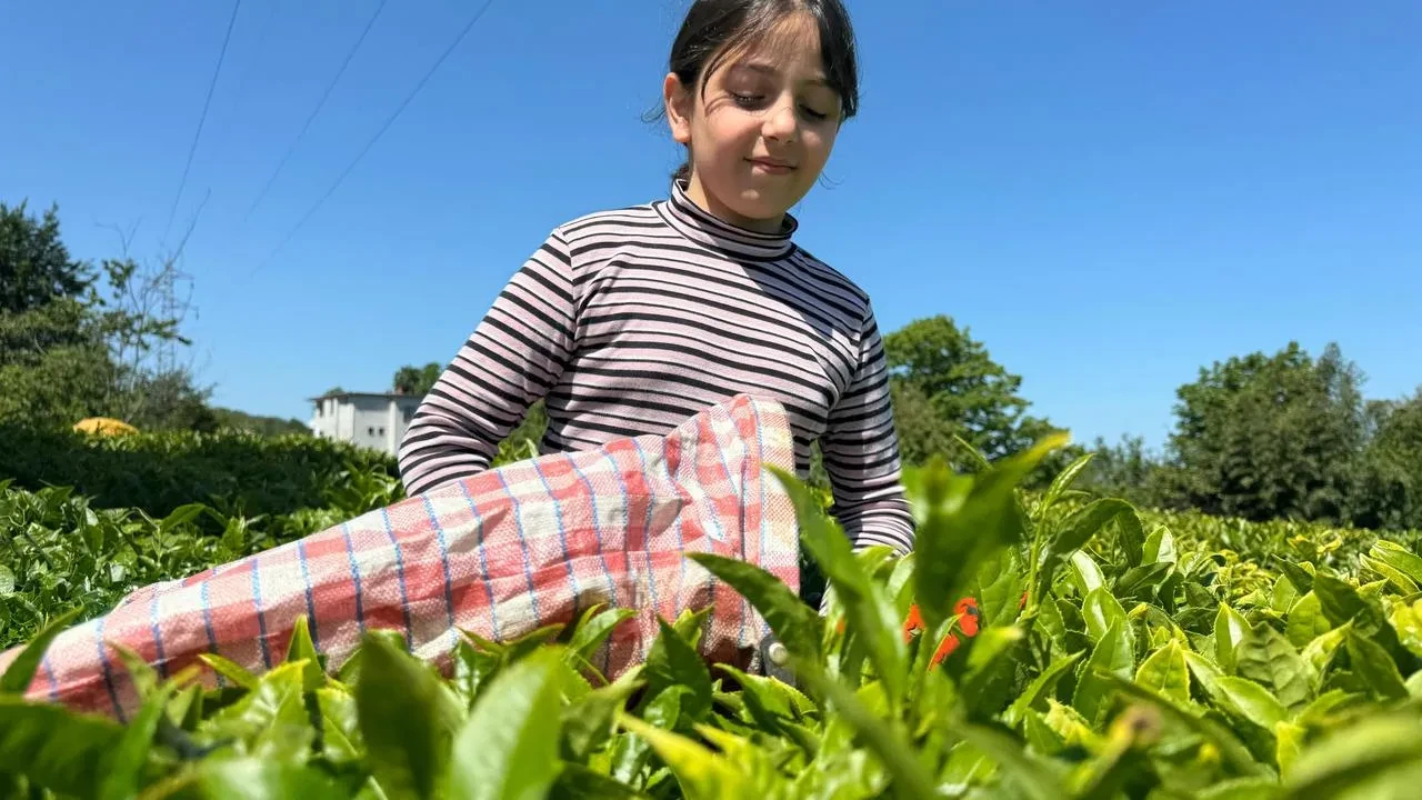ÇAYKUR çay alımlarında yeni kontenjan sistemi uyguluyor