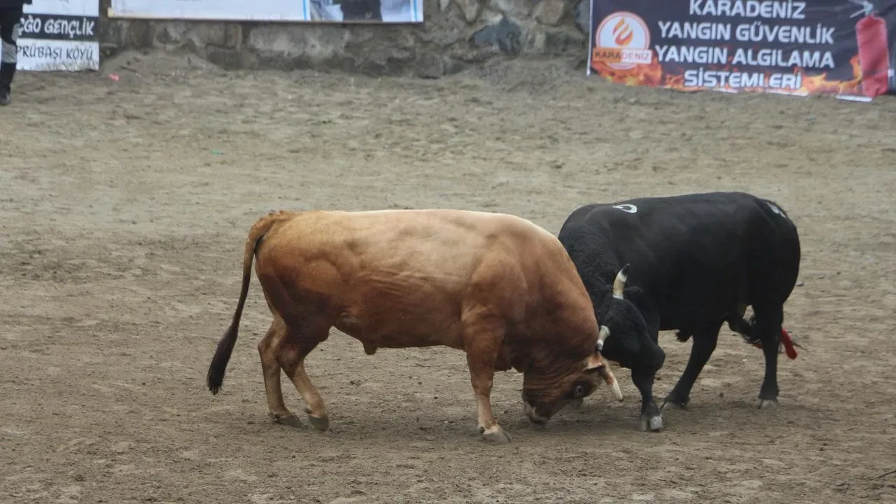 Ayder Yaylasında geleneksel boğa güreşleri başladı