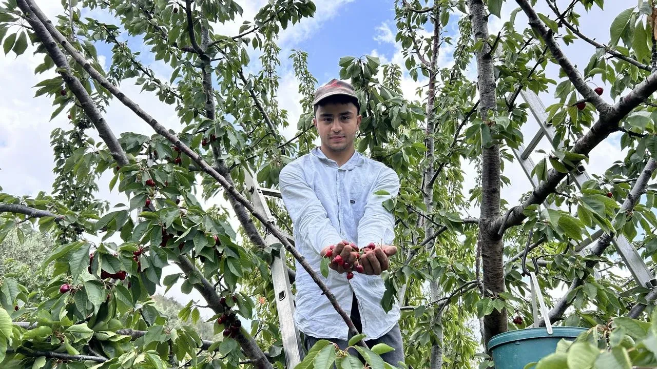 Hatay kiraz üreticileri don afetine rağmen hasada başladı