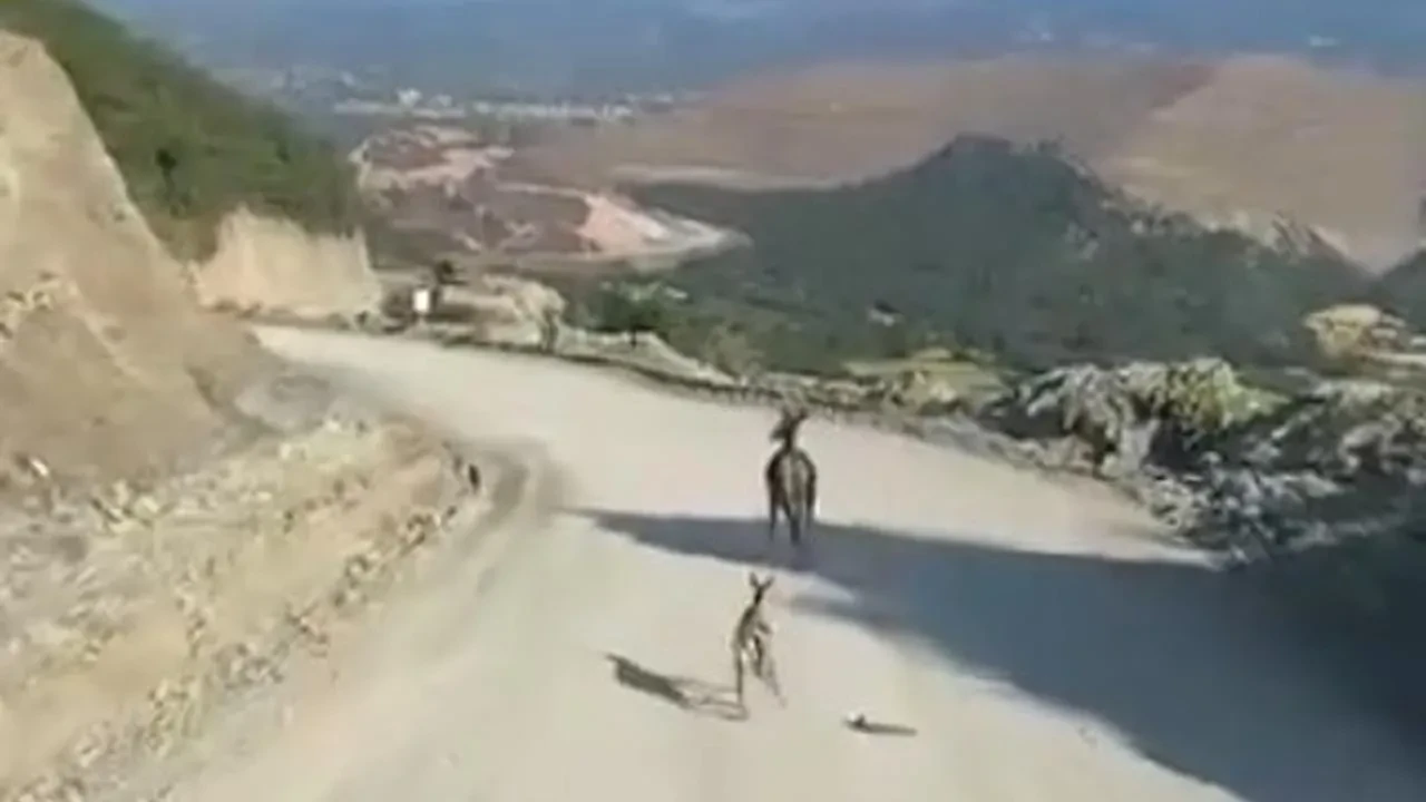 Yaralı yavru ceylan Kastamonu Araç ilçesinde aranıyor