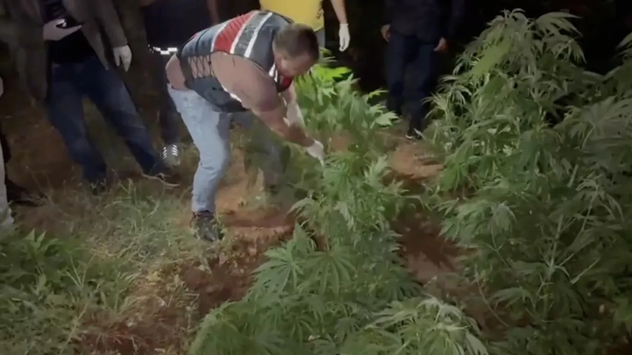 Kırıkkale Sulakyurtta kenevir yetiştiren iki kişi yakalandı