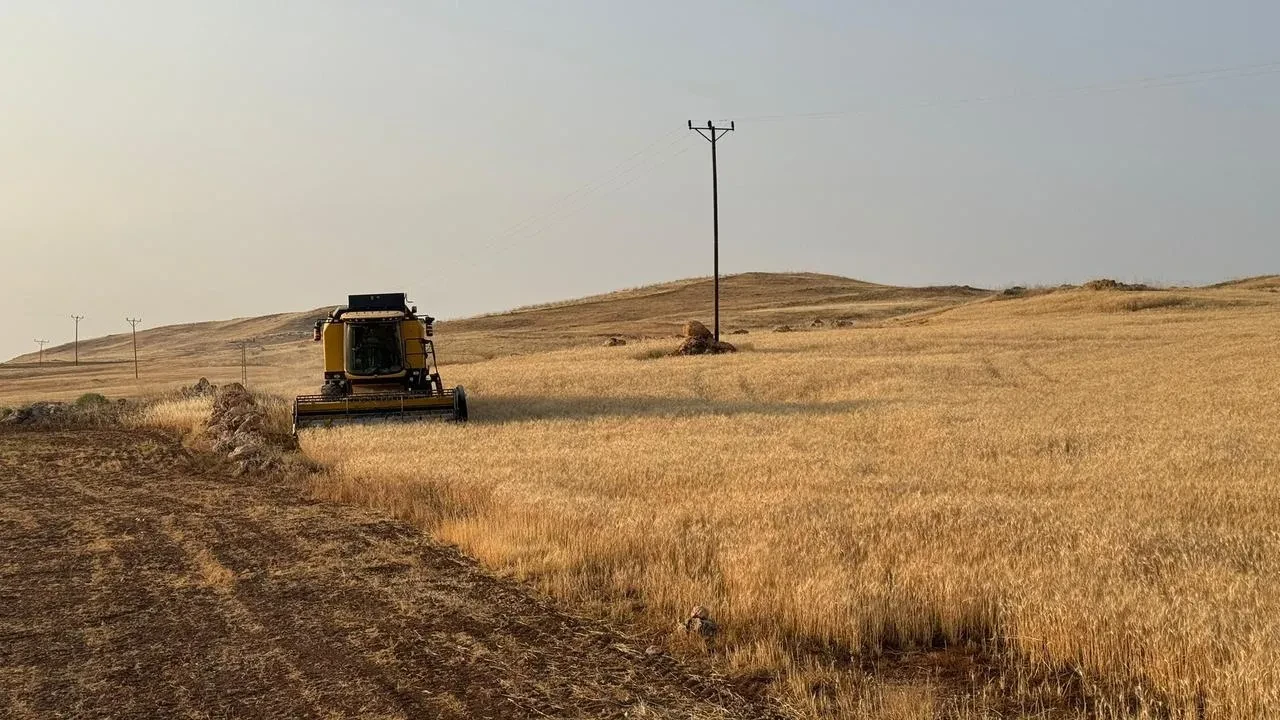 Siirt Kurtalan çiftçilerinin buğday hasadı düşüşe geçti