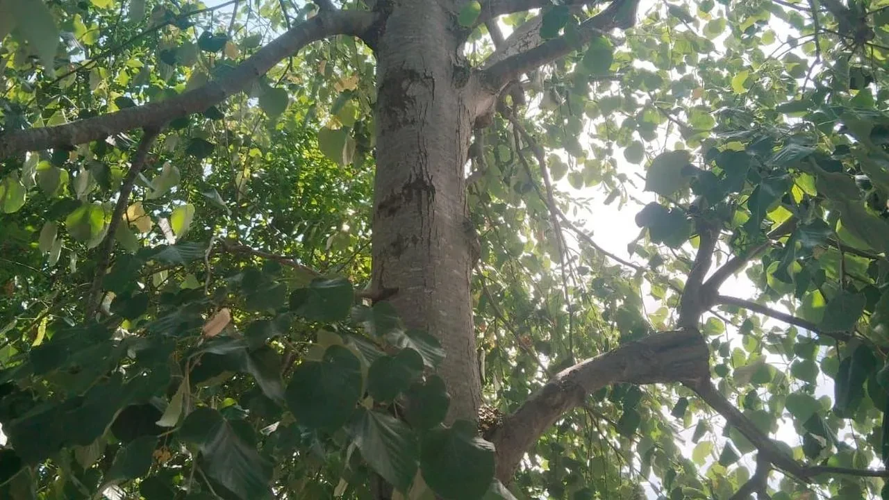 Zonguldak Alaplı'da ıhlamur toplayan kadın ağaçtan düştü