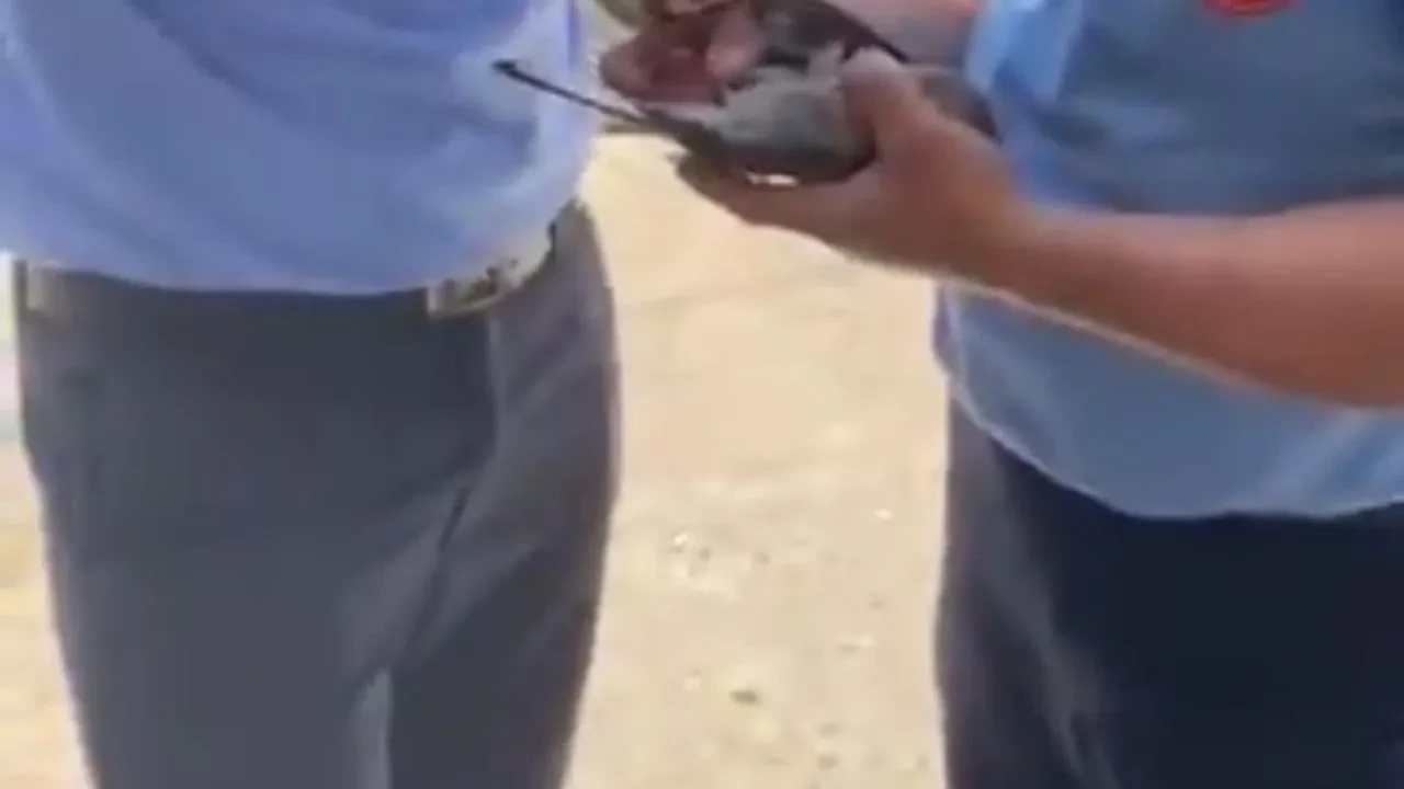 Gaziantepte elektrik telindeki kumru böyle kurtarıldı